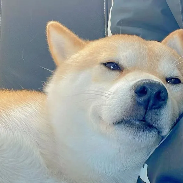 说说：#1720745861