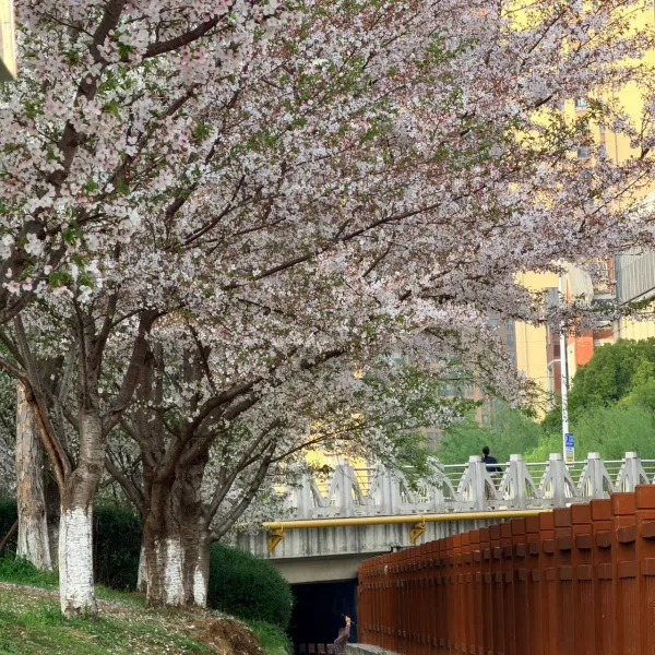 放假哪儿也没去